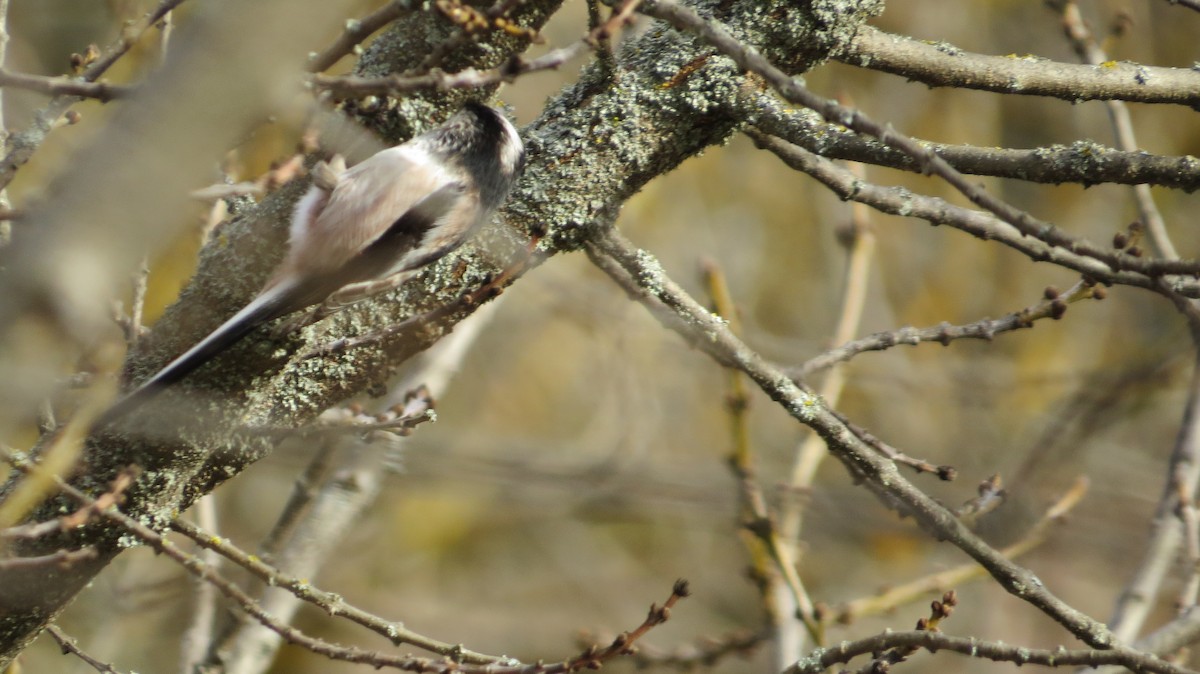 Long-tailed Tit - ML646684025