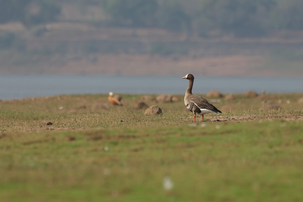 Greater White-fronted Goose - ML646684027