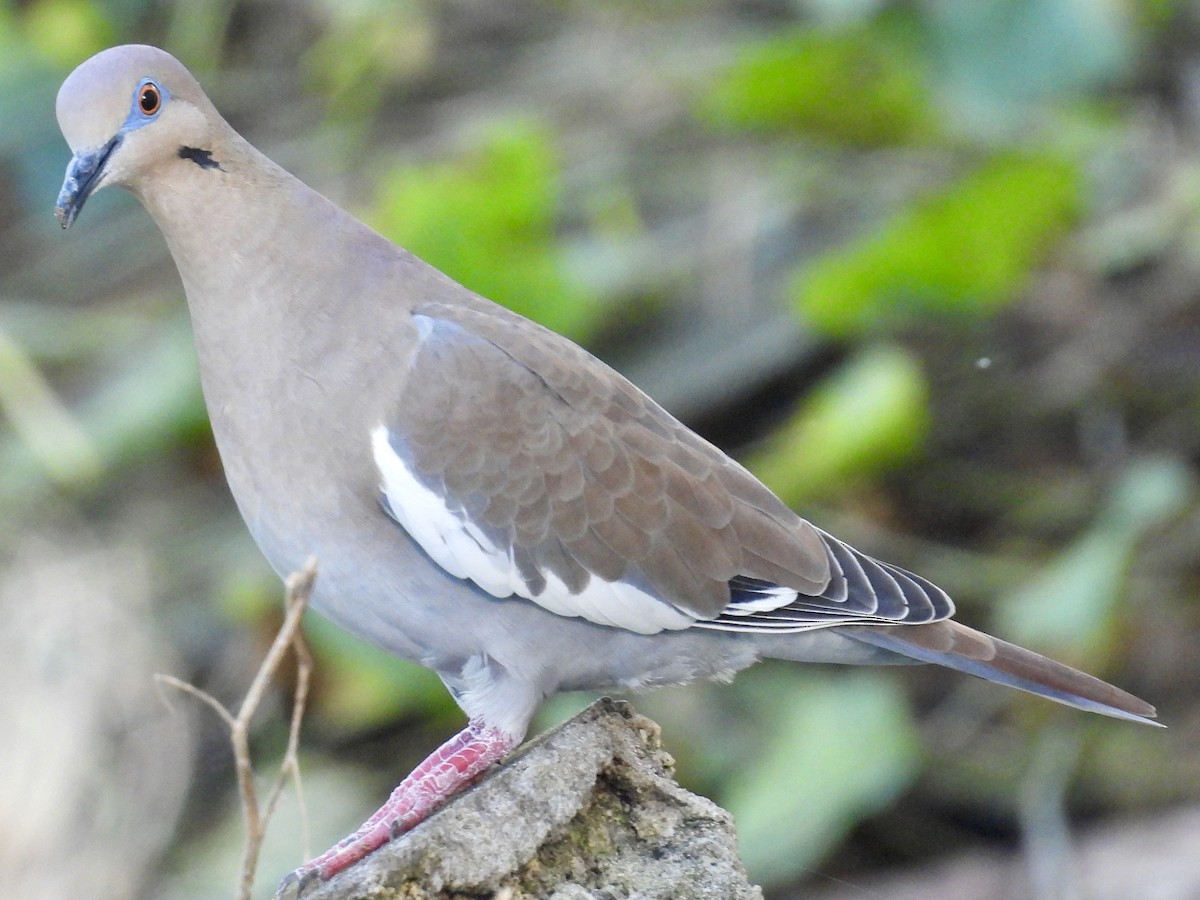 White-winged Dove - ML646684028