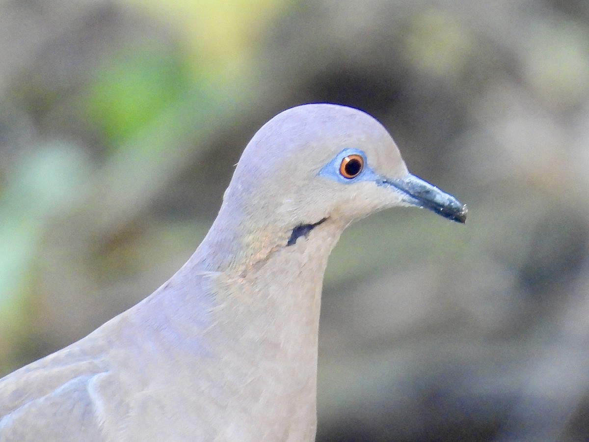 White-winged Dove - ML646684029