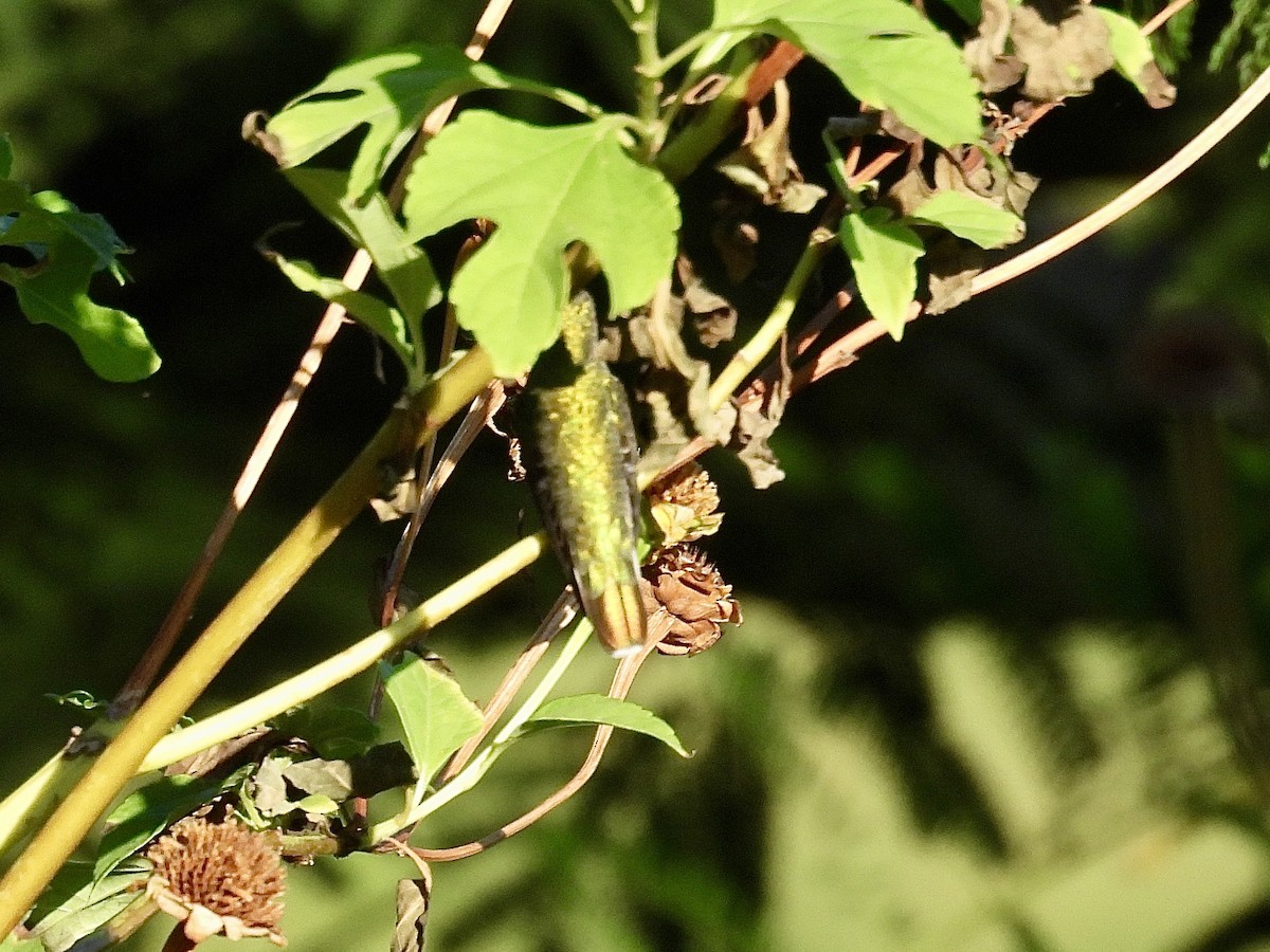 Puerto Rican Mango - ML646684030