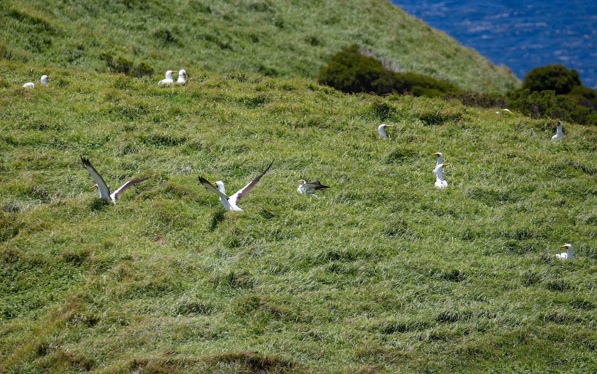 terej maskový - ML646684031