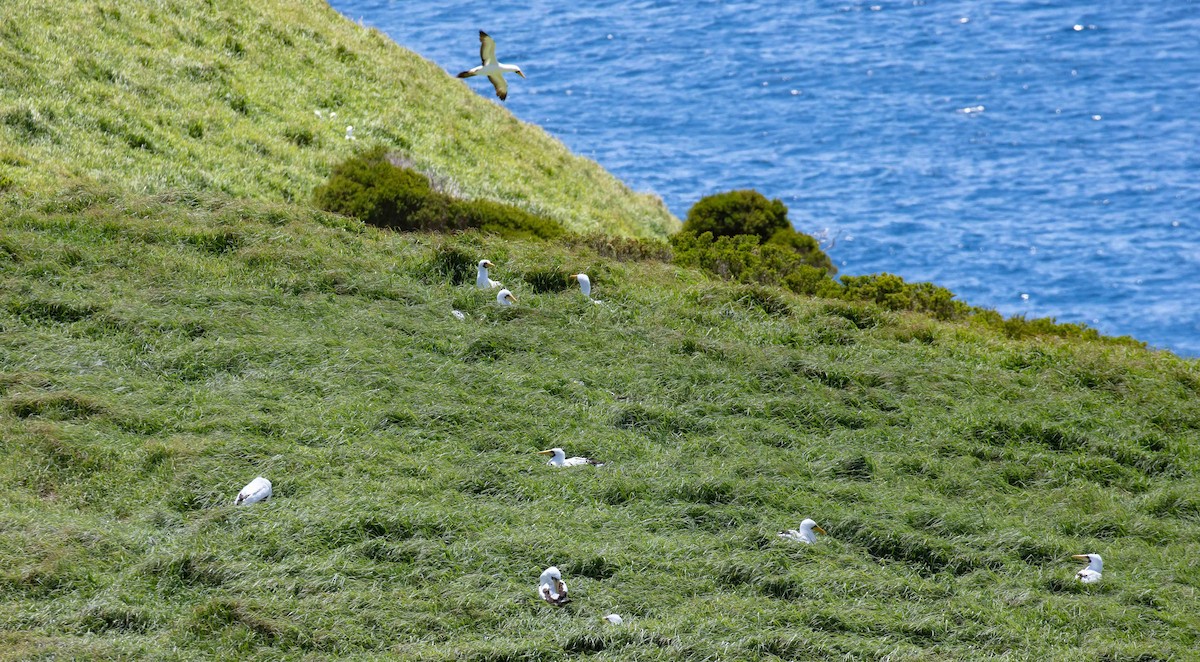 Masked Booby - ML646684032