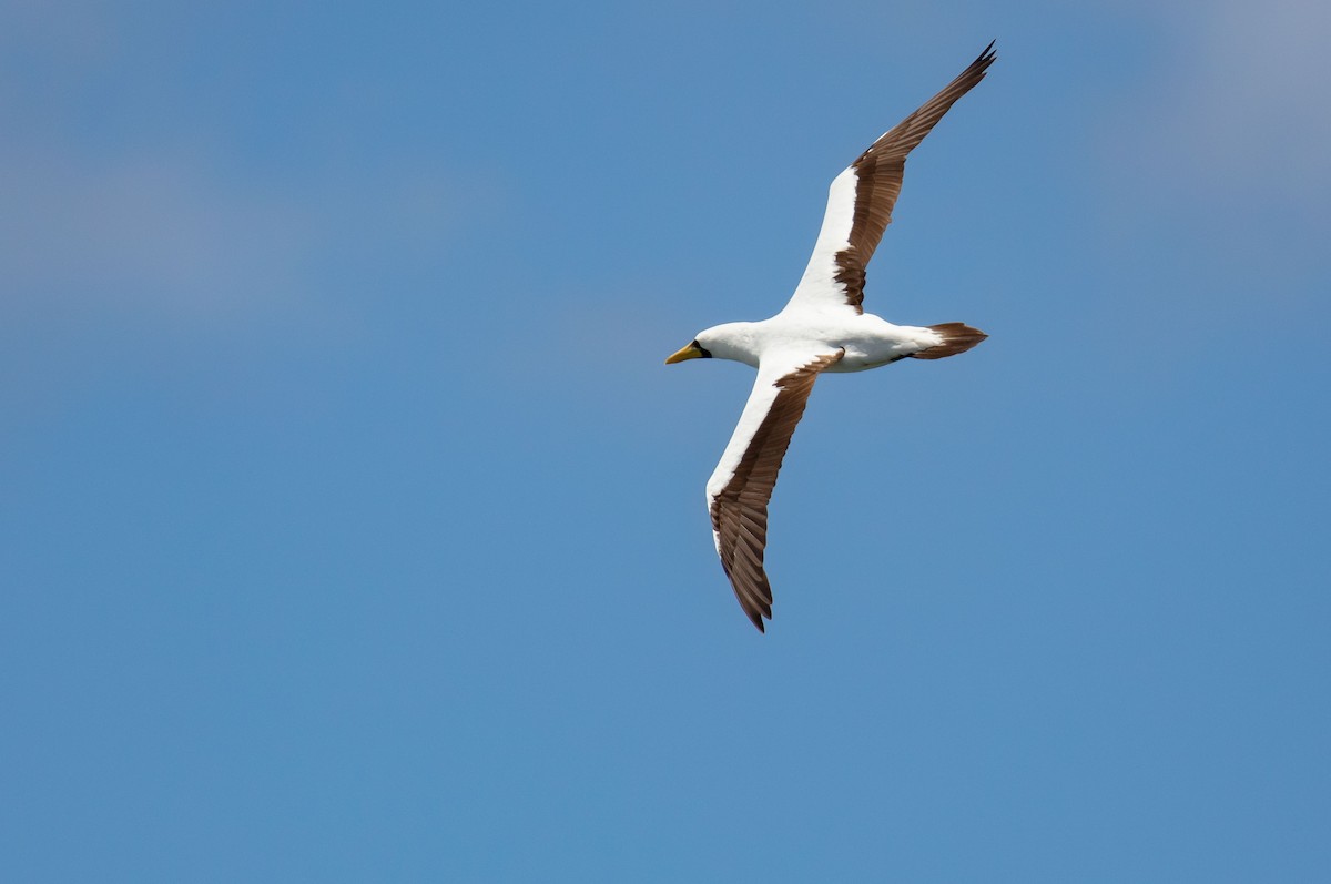 terej maskový - ML646684033