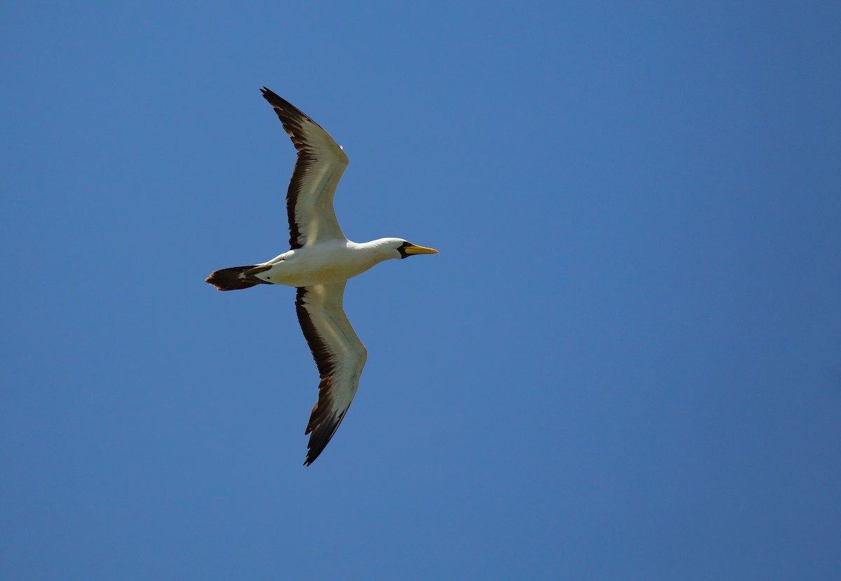 Masked Booby - ML646684034