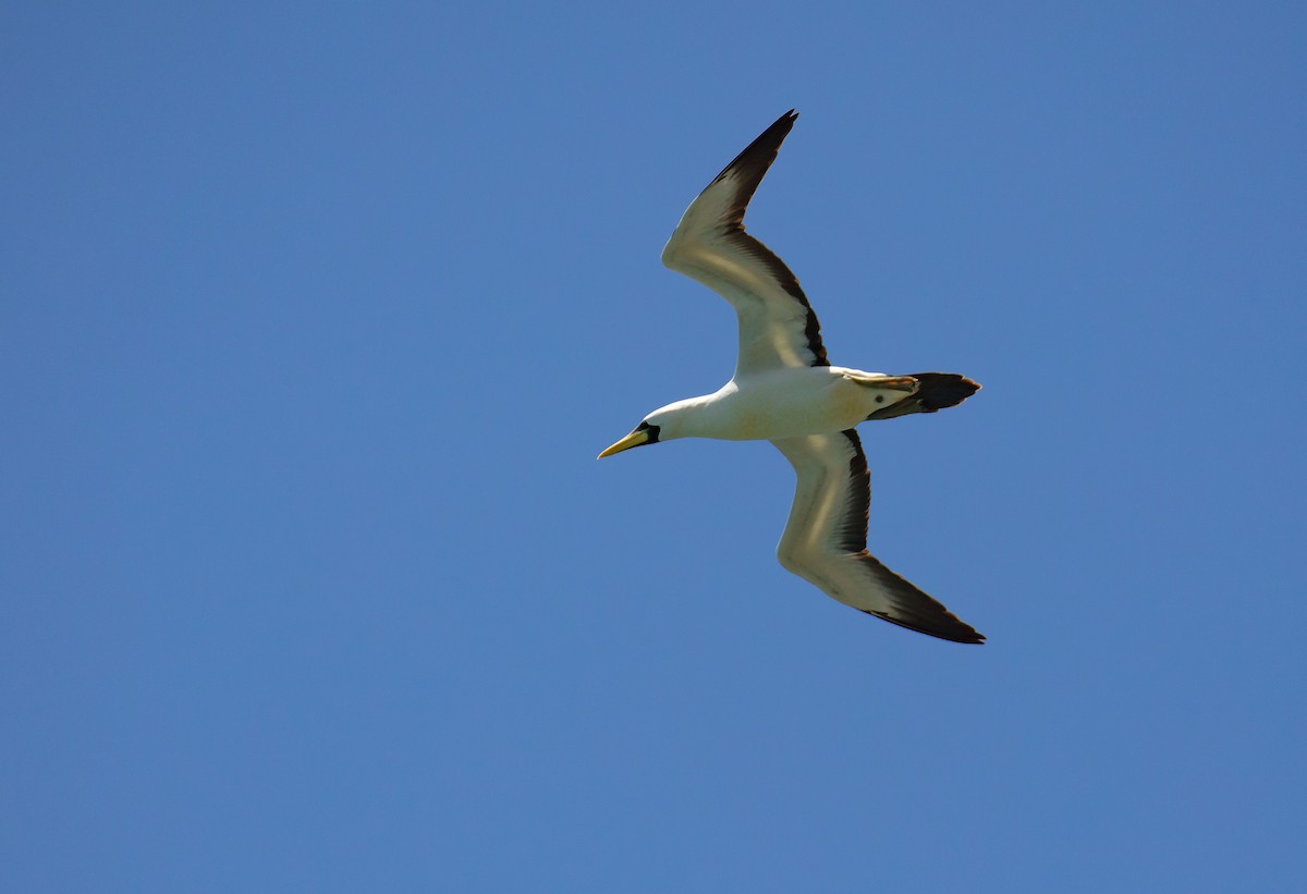 terej maskový - ML646684035