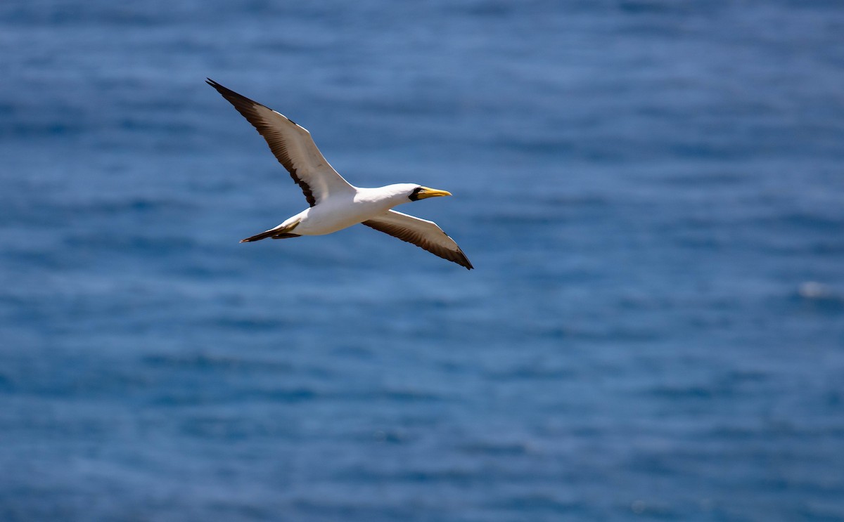 terej maskový - ML646684036