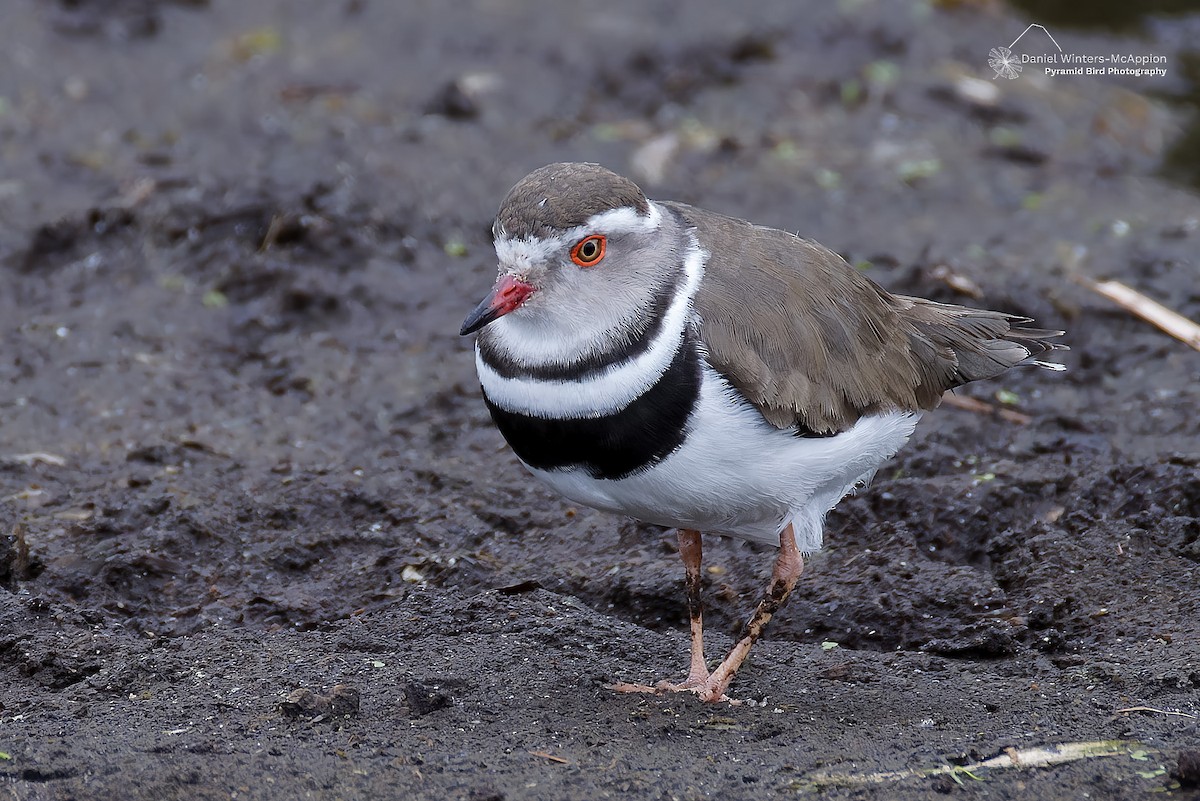 Three-banded Plover - ML646684037