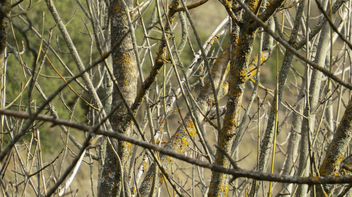 Short-toed Treecreeper - ML646684038
