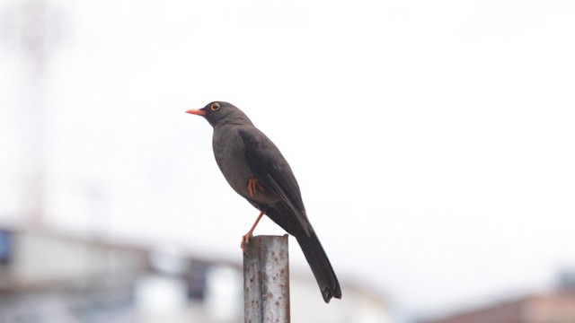 Дрізд великий - ML646684039