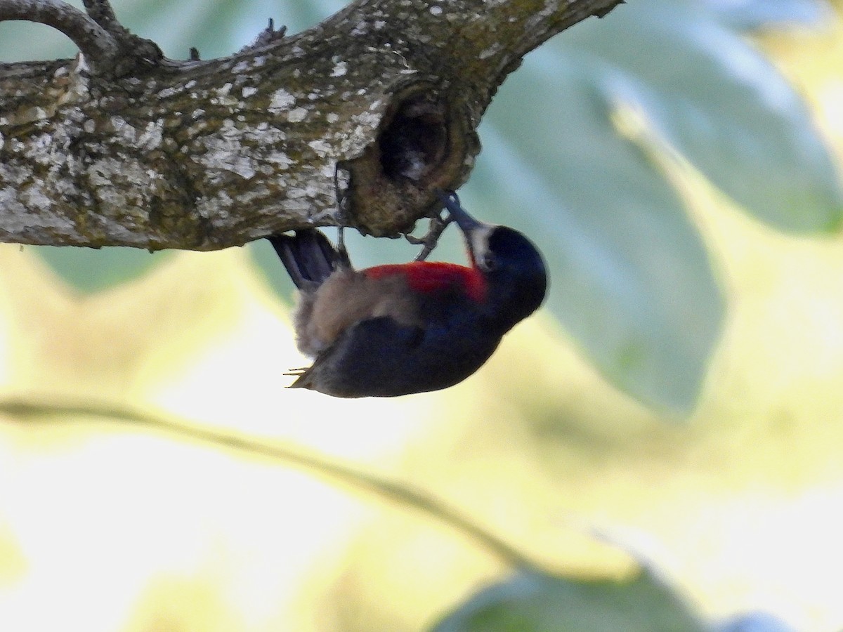 Puerto Rican Woodpecker - ML646684040