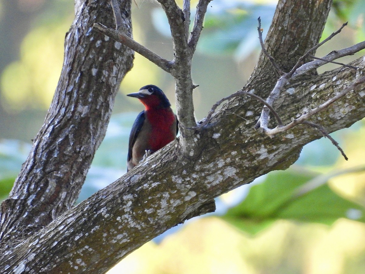 Puerto Rican Woodpecker - ML646684042