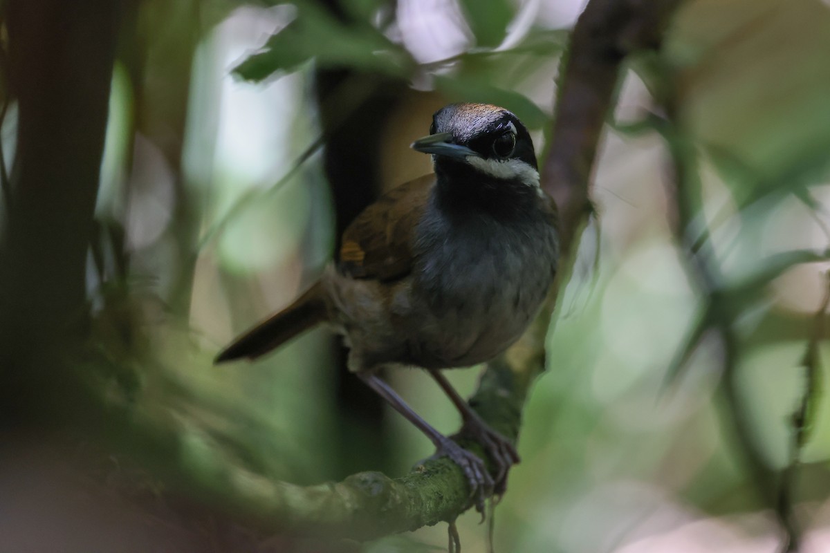 Crossley's Vanga - ML646684045