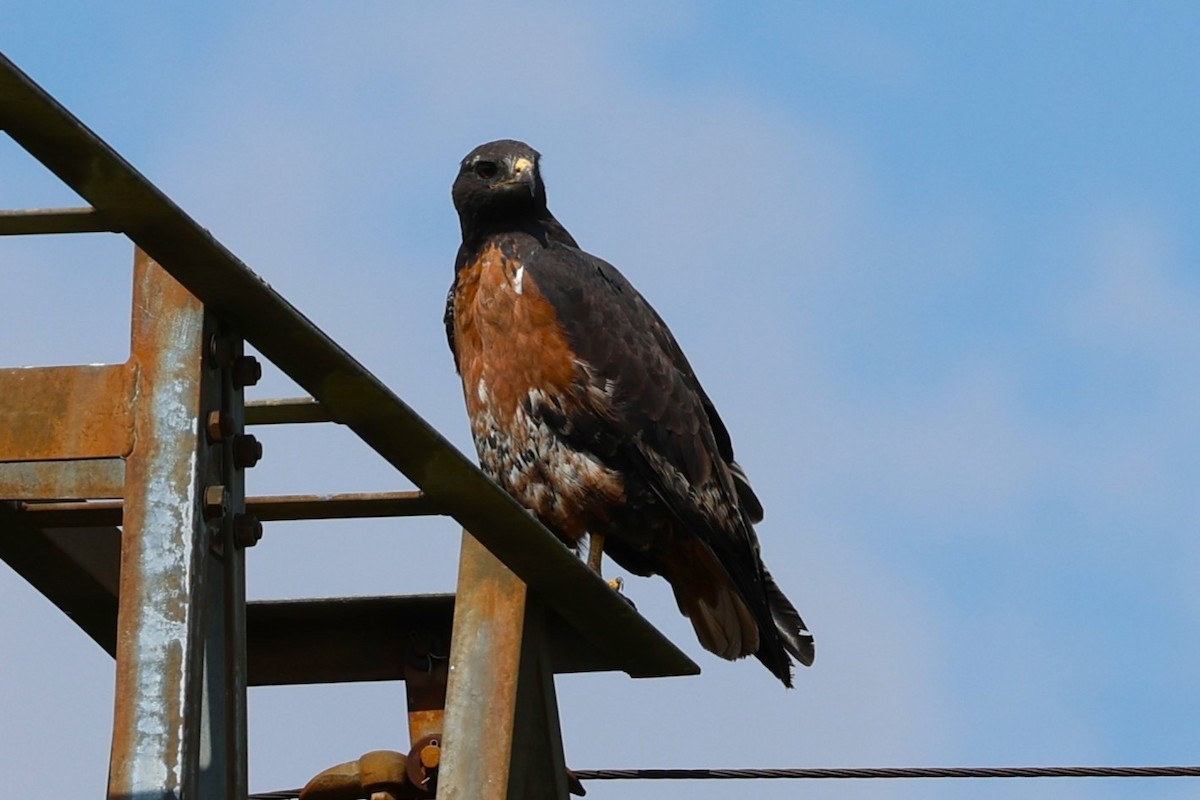 Çakal Şahini - ML646684046