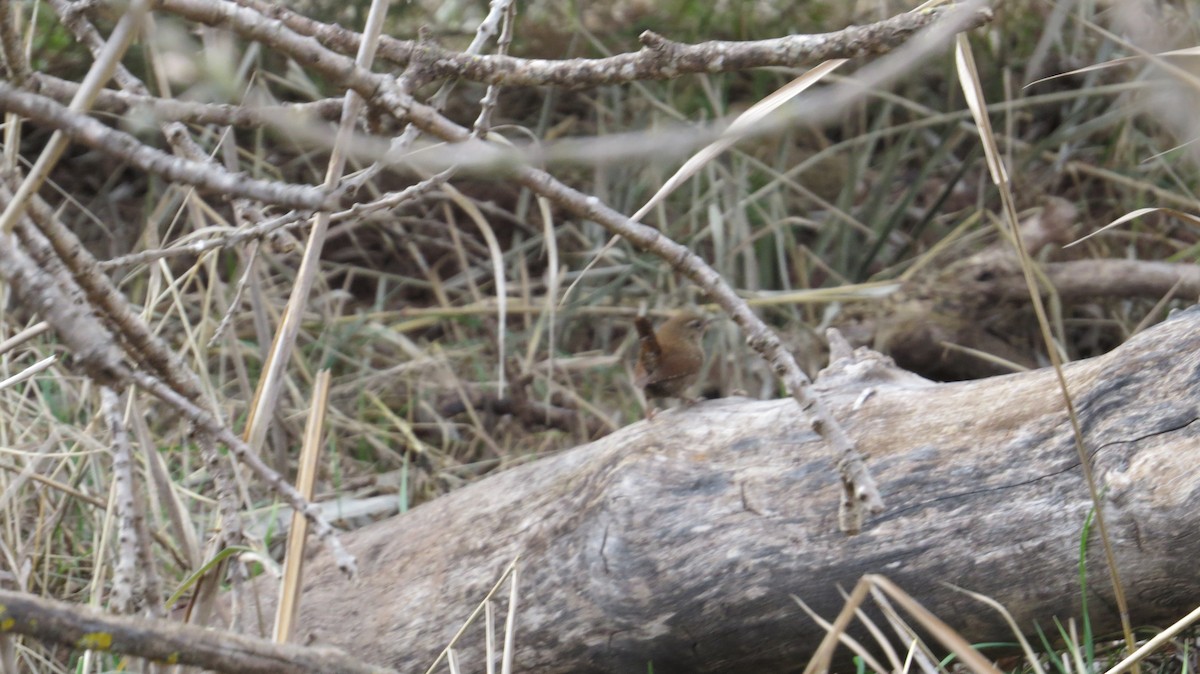 Eurasian Wren - ML646684048