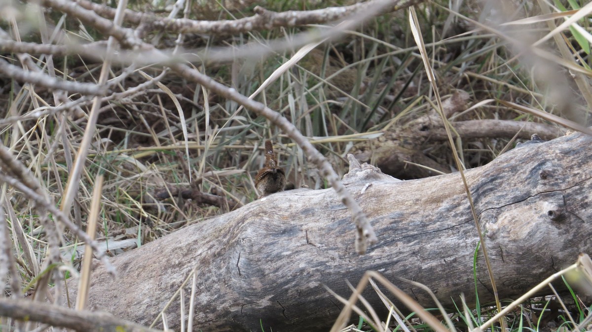 Eurasian Wren - ML646684049