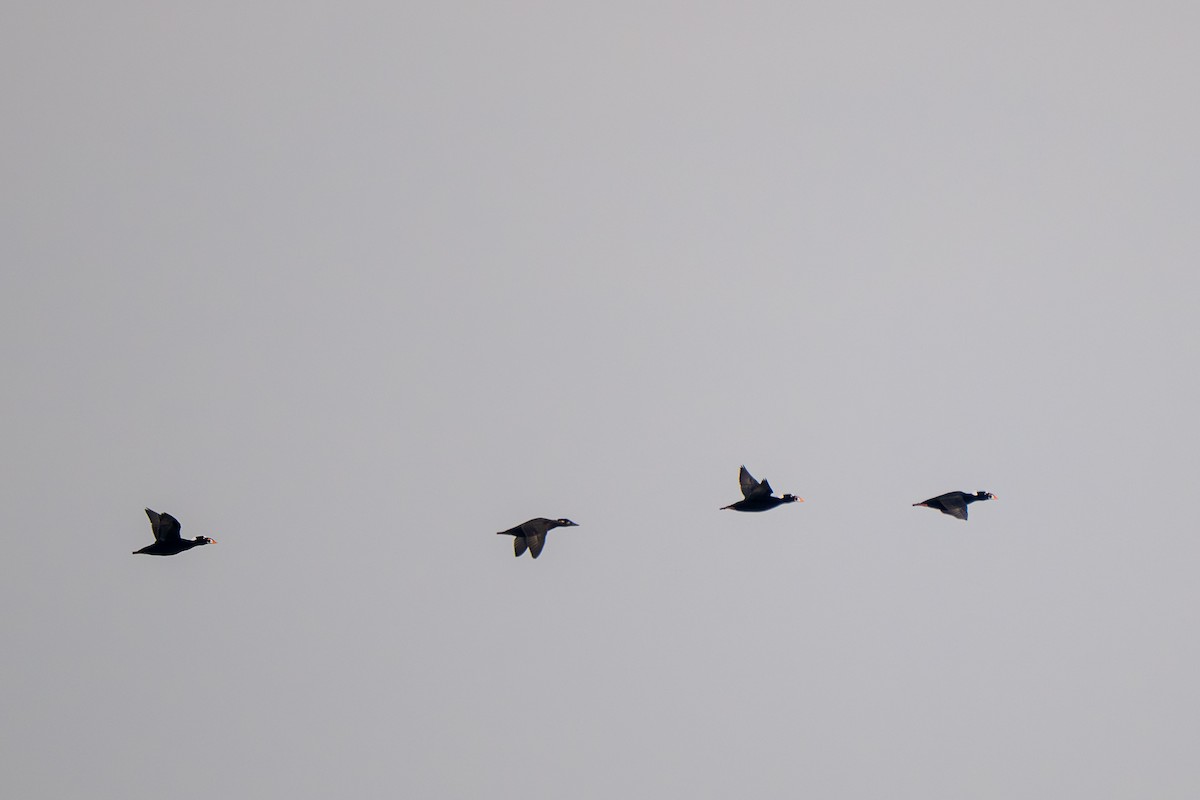 turpan pestrozobý - ML646684054