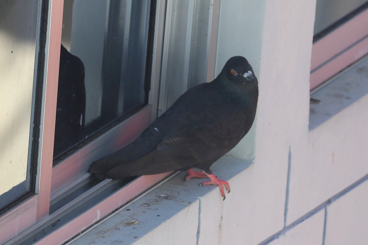 holub skalní (domácí) - ML646684055