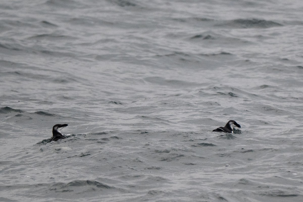 alka malá - ML646684056