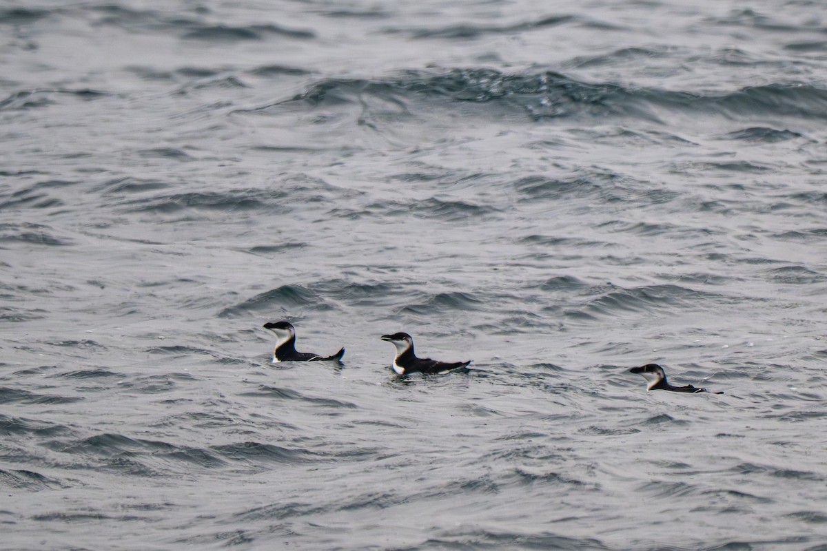 alka malá - ML646684057