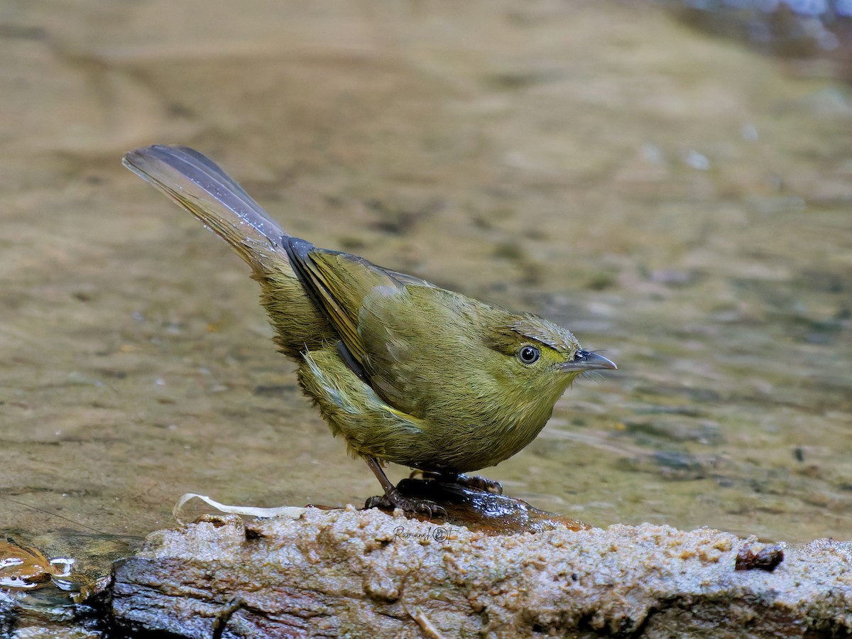 Cachar Bulbul - ML646684060