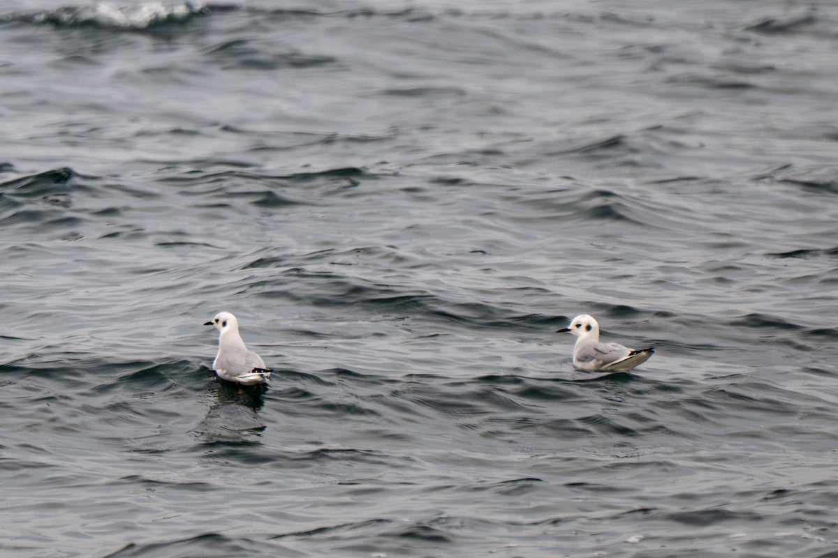 racek Bonapartův - ML646684061