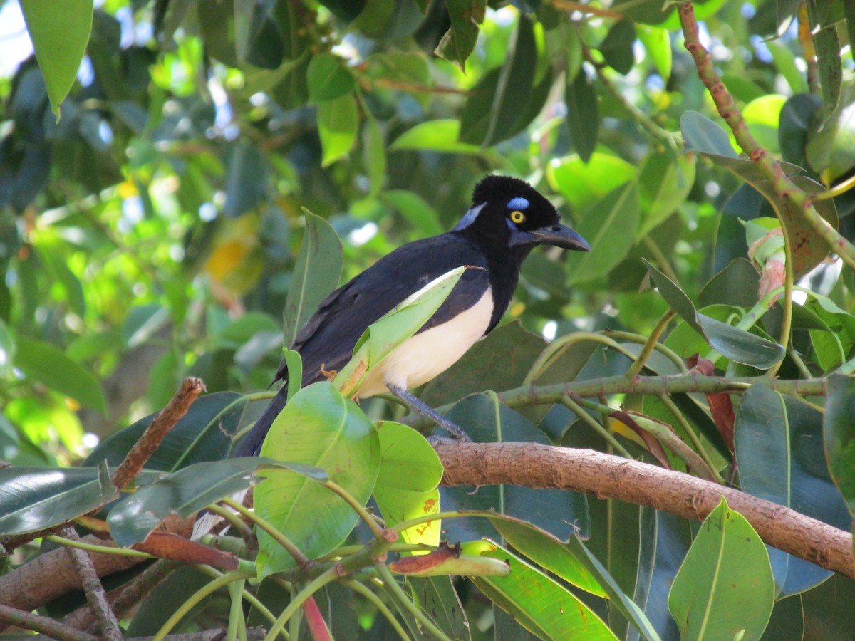 sojka chocholkatá - ML646684062