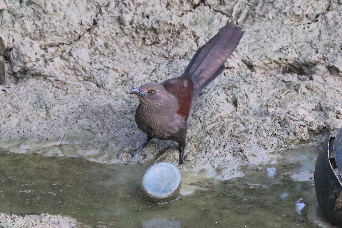 kukačka andamanská - ML646684063