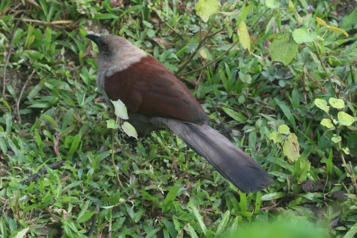 kukačka andamanská - ML646684064