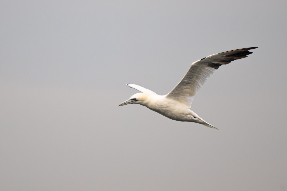 terej bílý - ML646684065