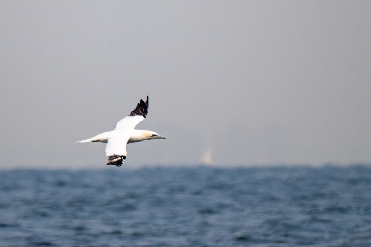 terej bílý - ML646684067