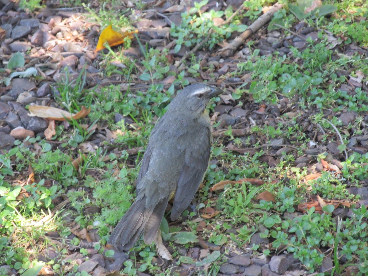 Green-winged Saltator - ML646684068