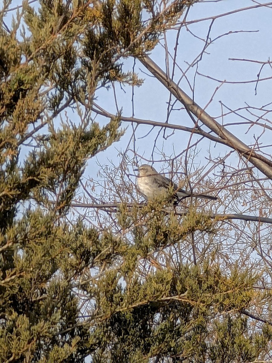 drozdec mnohohlasý - ML646684069