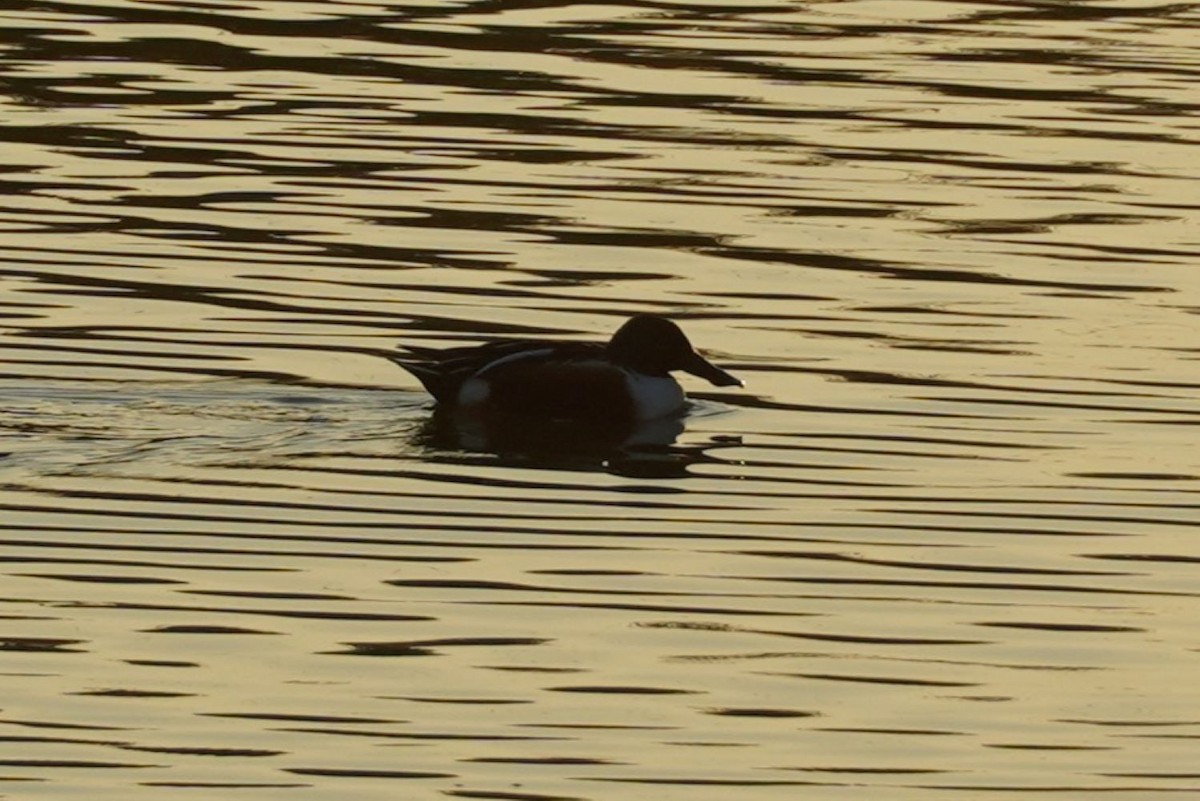 lžičák pestrý - ML646684070