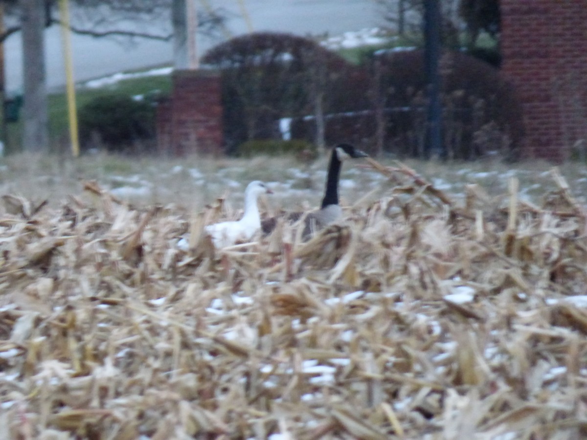 Ross's Goose - ML646684071