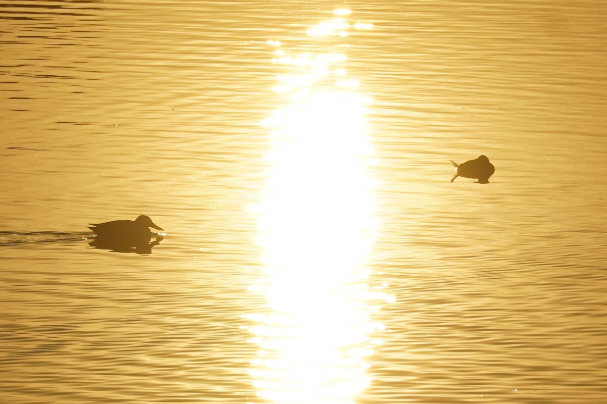 lžičák pestrý - ML646684072