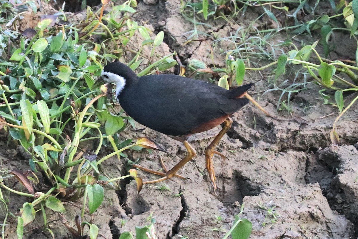 chřástal běloprsý - ML646684073