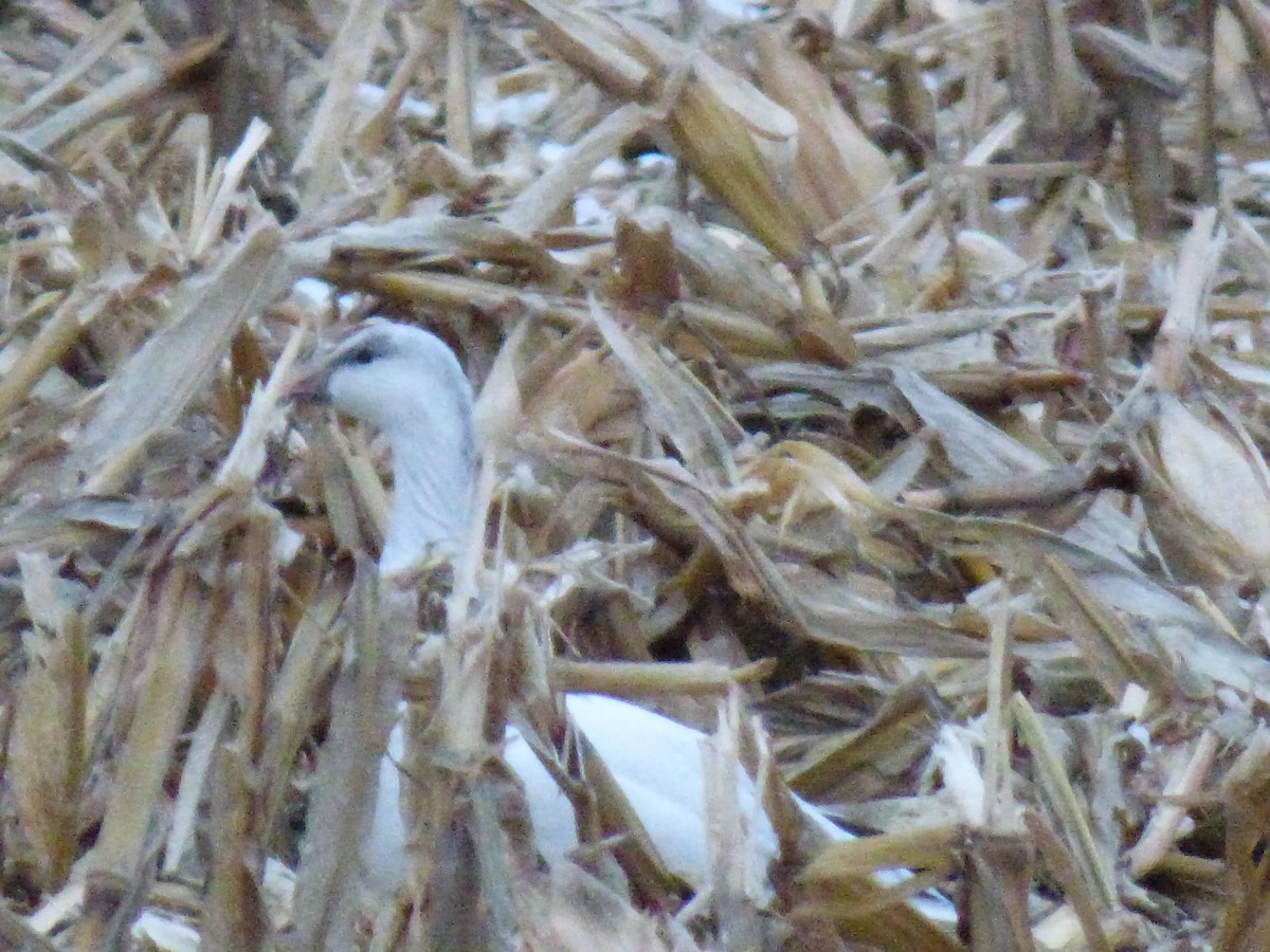 Ross's Goose - ML646684074