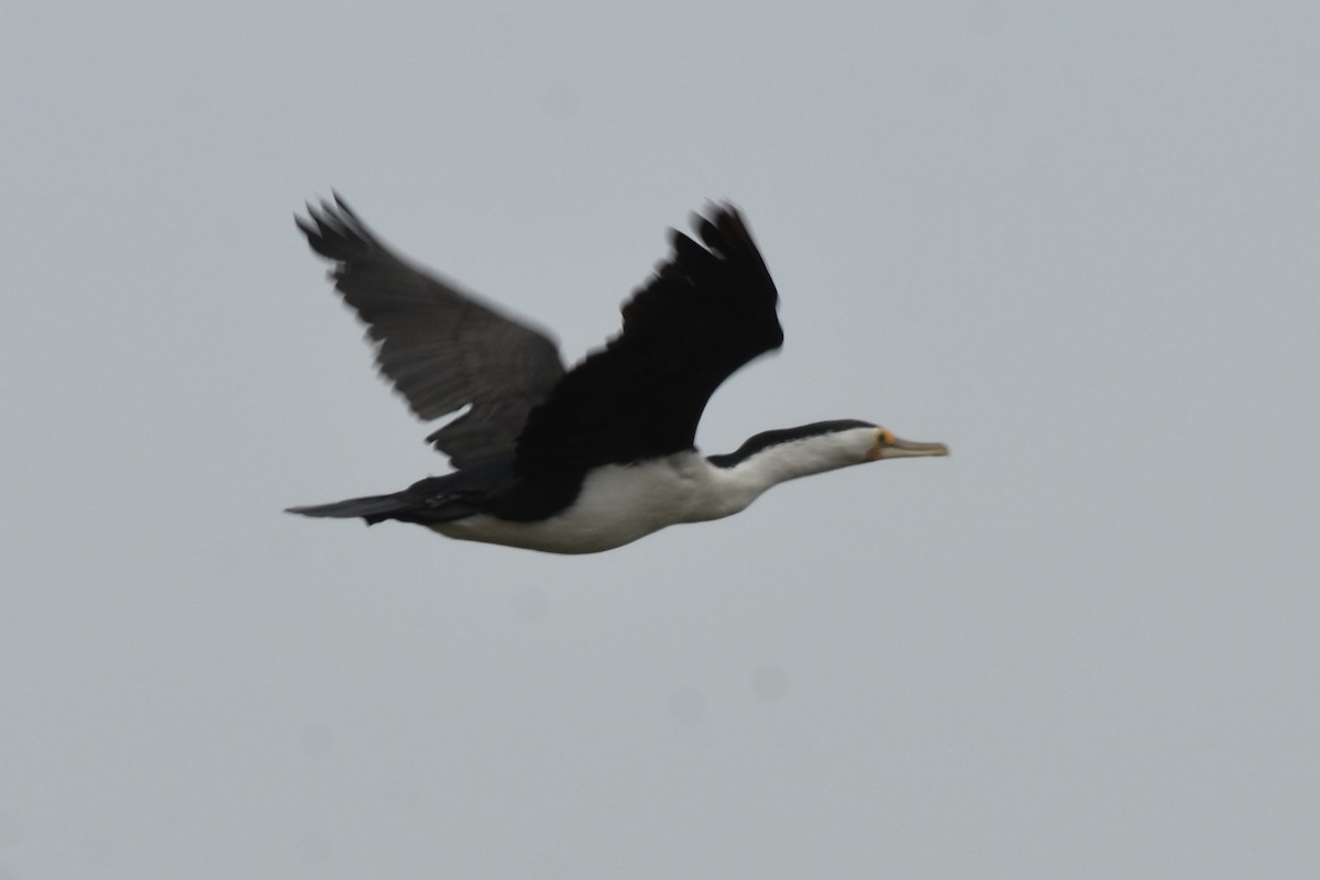 kormorán pestrý - ML646684075