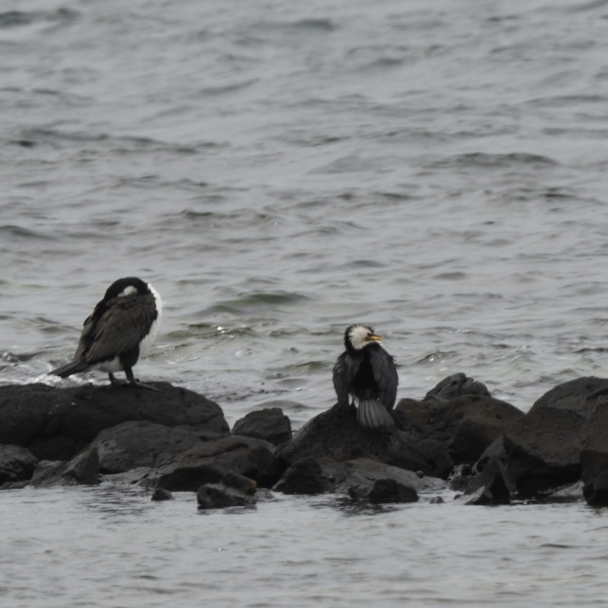 kormorán pestrý - ML646684076