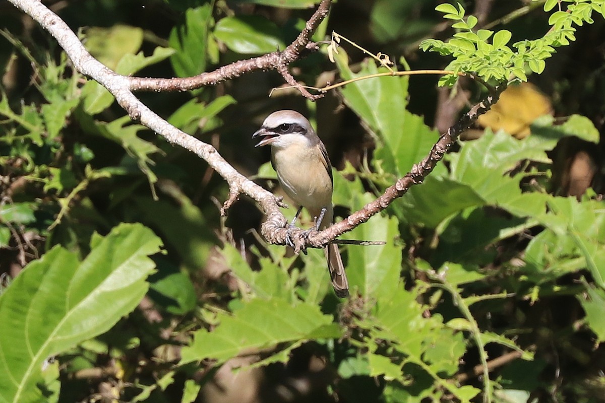 ťuhýk hnědý - ML646684077