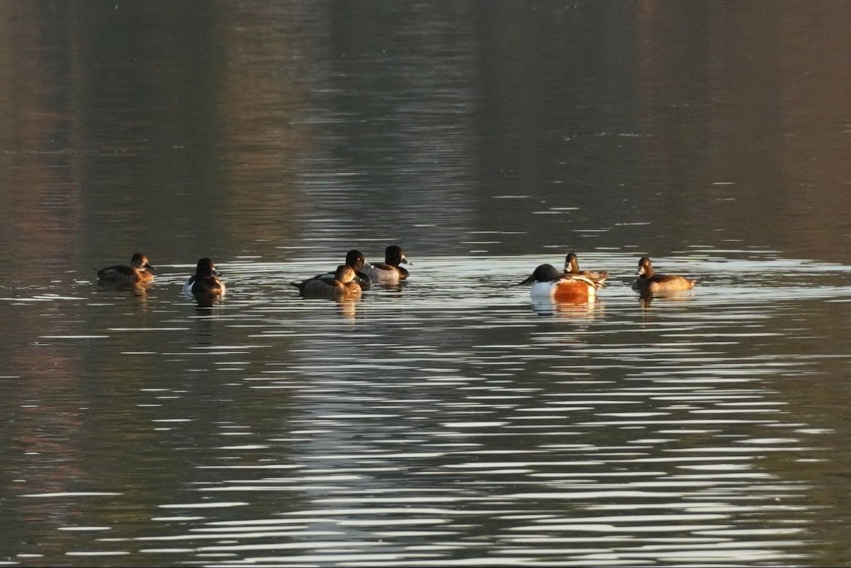 polák proužkozobý - ML646684078