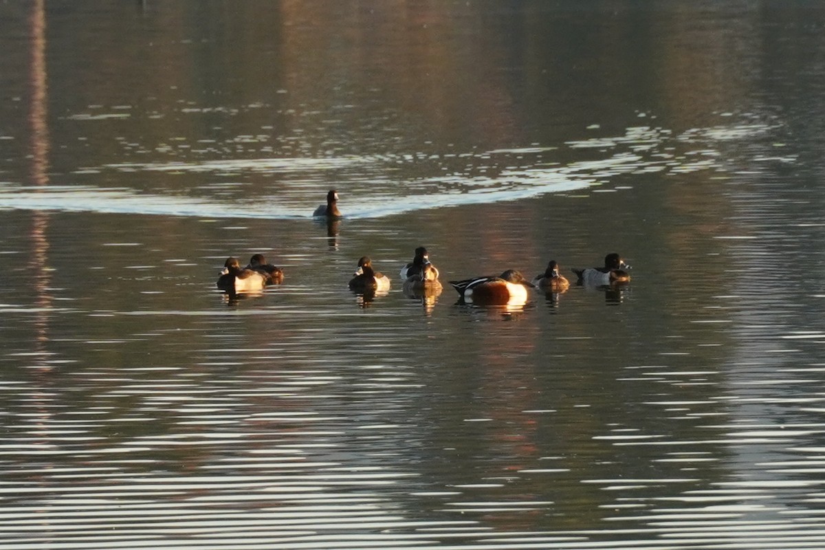 polák proužkozobý - ML646684079