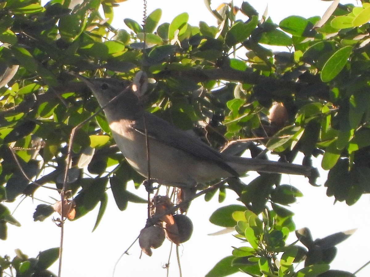 sedmihlásek tamaryškový - ML646684080