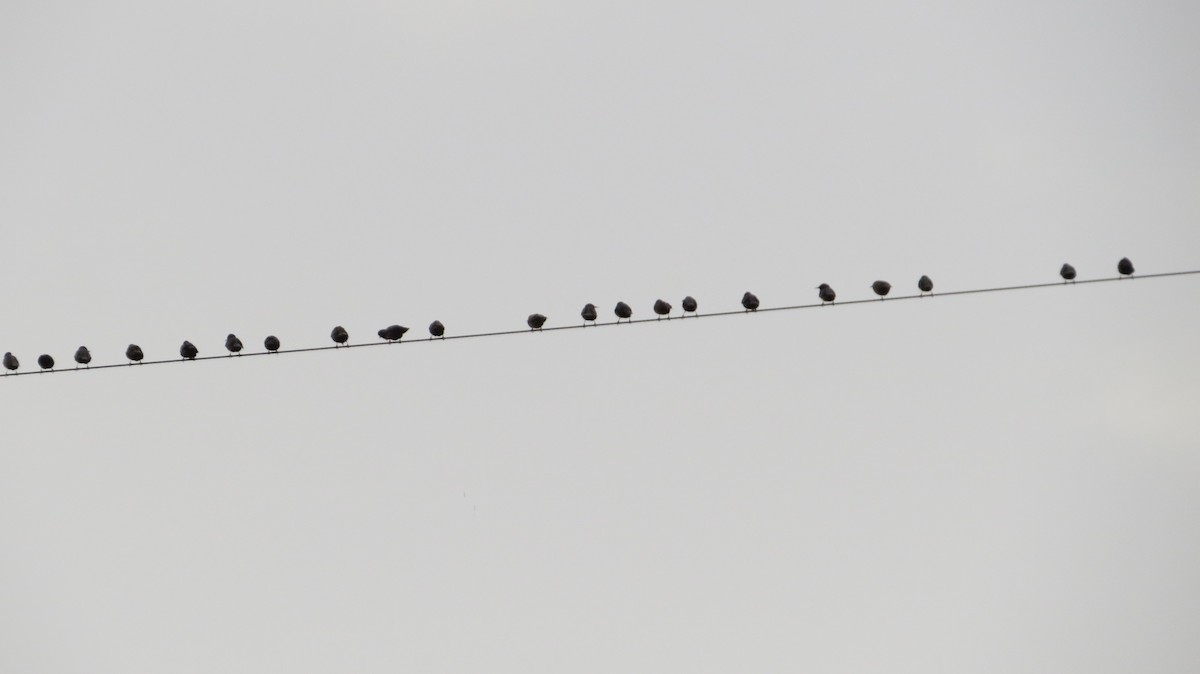 Spotless Starling - ML646684083