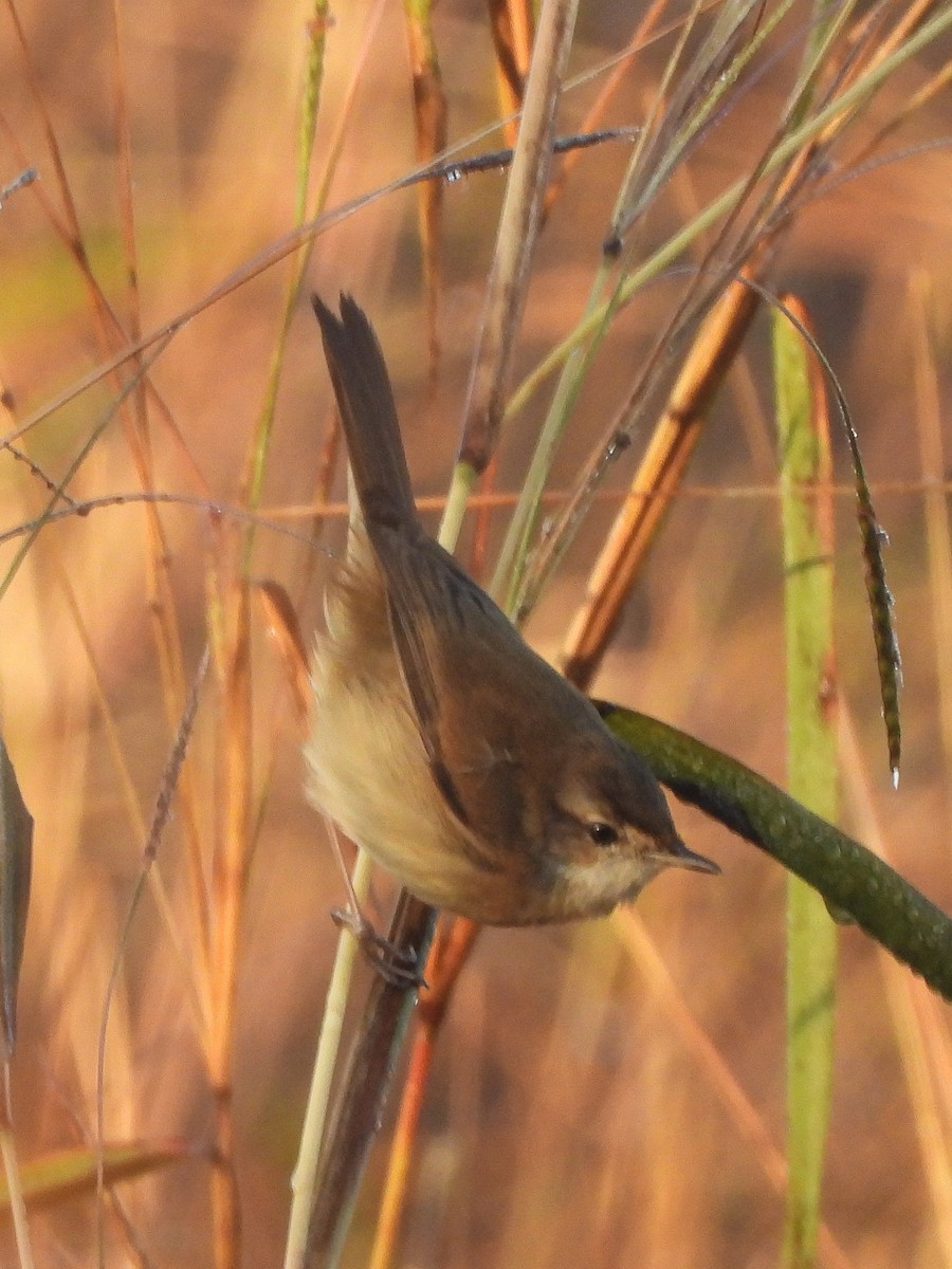 Doğu Kamışçını - ML646684084