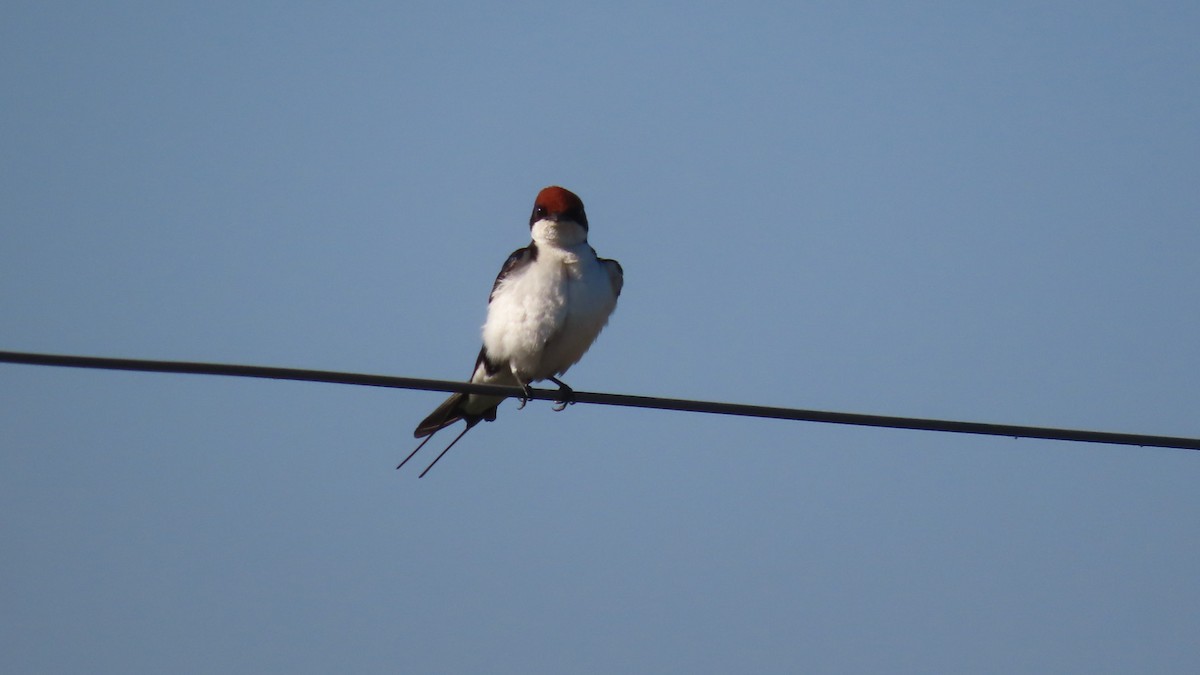 Rotkappenschwalbe - ML646684086