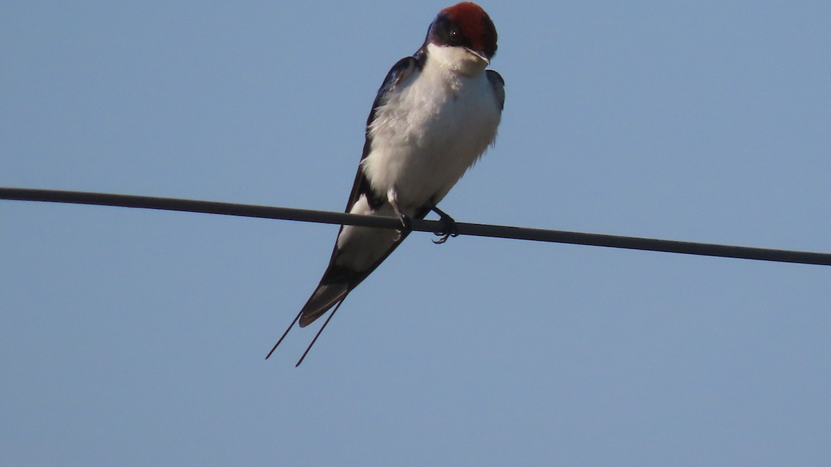 Rotkappenschwalbe - ML646684087