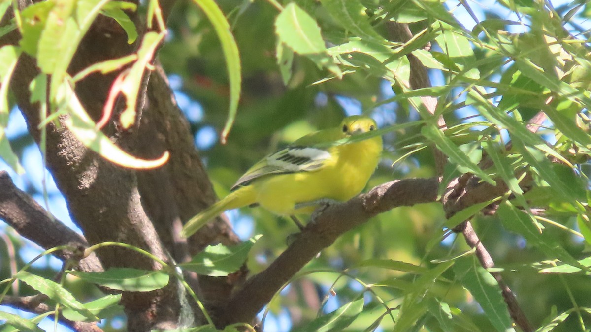 Garteniora - ML646684090