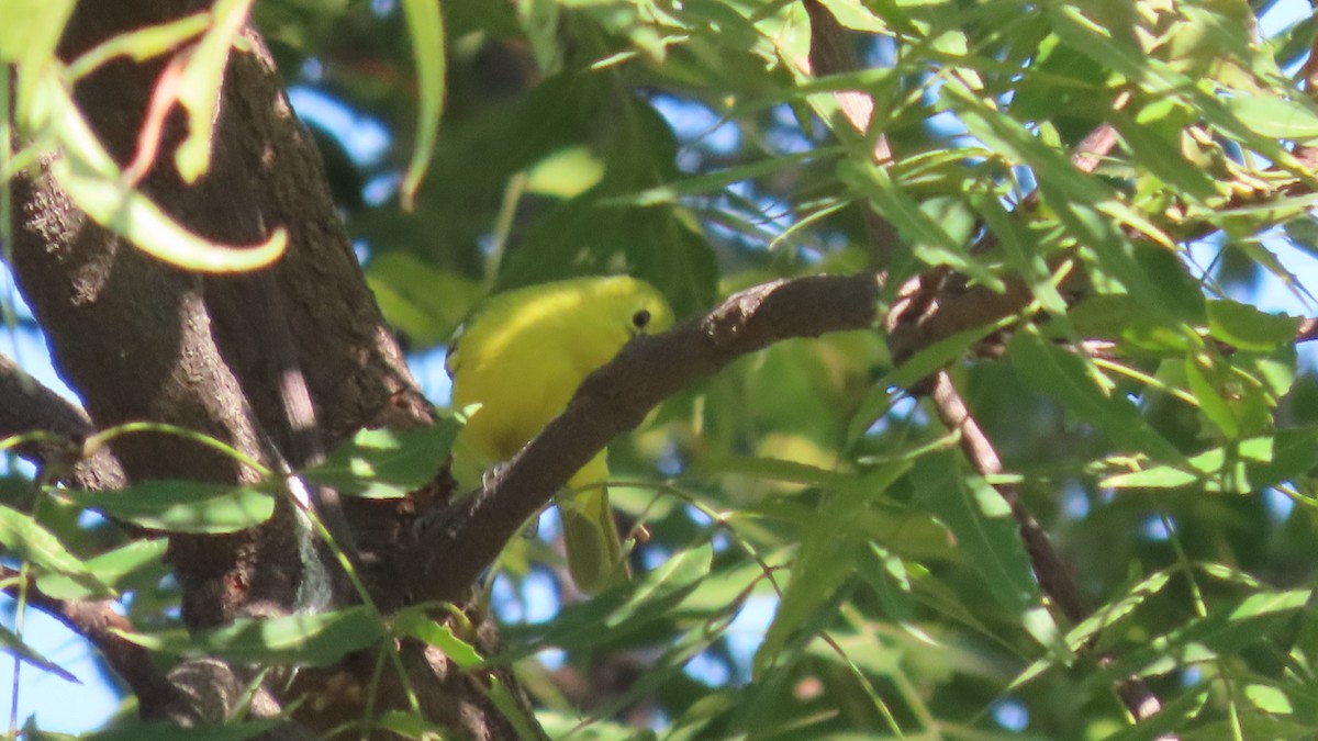 Garteniora - ML646684092